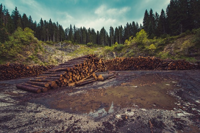 padurile sunt defrișate jaful pădurilor din Romania
