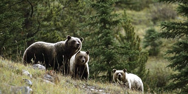 Senatorii au decis: Liber la ucis urşi în România