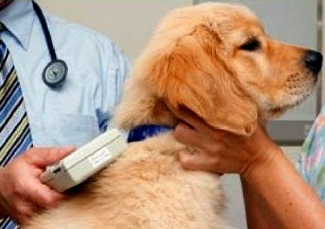 sterilizare gratuită pentru câini