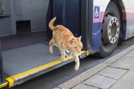 pisica autobuz cluj