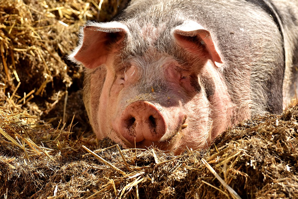 Virusul Pestei Porcine Africane Confirmat In Localitatea Gugesti