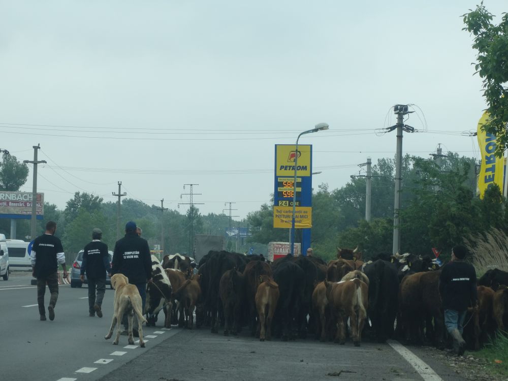 Fermierii și-au scos vacile pe DN1, în semn de protest