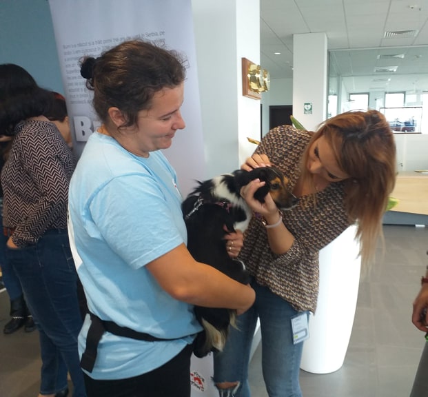 VIDEO/Câinii terapeuți au mers la companie din Galați pentru a-i ajuta pe angajați să scape de stres