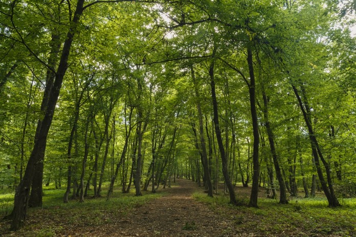 Primăria Capitalei vrea să transforme în parc 50 de hectare din Pădurea Băneasa