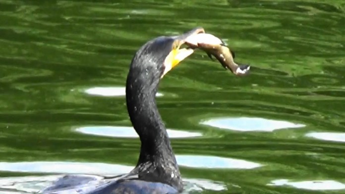 Daea continuă lupta cu cormoranii: „Mănâncă peștele românilor”